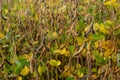 soybean shell in the soybean field. yellow and brown pods. Productivity improvement technology Royalty Free Stock Photo