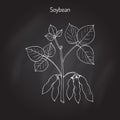 Soybean, or soya bean