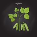 Soybean, or soya bean