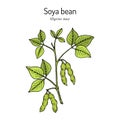 Soybean, or soya bean Glycine max .