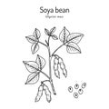 Soybean, or soya bean Glycine max