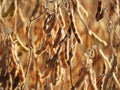 Soybeans ready to harvest in the field