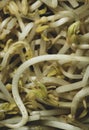 Soybean sprout macro close up