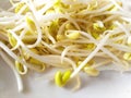 Soybean sprouts