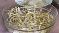 Soybean sprouts in a salad glass bowl