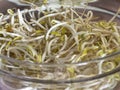 Soybean sprouts in a salad glass bowl