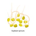 Soybean sprouts, Soybean product - vector illustration isolated on white background Royalty Free Stock Photo