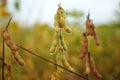 Soybean wet by rain.