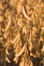 Soybeans Royalty Free Stock Photo