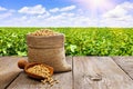 soybeans in burlap sack and wooden scoop on table with green field as background