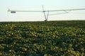 Soybeans and Center Pivot Royalty Free Stock Photo