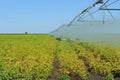 Soybeans and Center Pivot Royalty Free Stock Photo