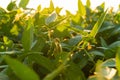 Soybeans close-up on an organic field. Soybean field at sunset Royalty Free Stock Photo