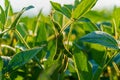 Soybeans in close-up. Soy plant. Soy pods