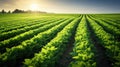 soybeans farm plants