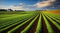 soybeans farm plants