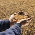 Soybeans in hands.