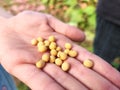 Soybeans harvest in hand. Soya Leguminous edible seed. Soja annual legume