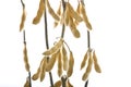 Soybeans in shells on branch isolated
