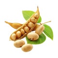 Soybeans on Transparent Background - Ai Generated Royalty Free Stock Photo