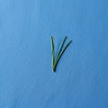 Sp. rest on a textured blue background. The needles are slender and Royalty Free Stock Photo