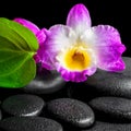 Spa background of closeup orchid flower dendrobium and green lea
