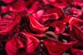 Spa background of dried petals of red roses Royalty Free Stock Photo