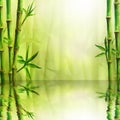 Bamboo forest with reflection in water spa background. Watercolor illustration with space for text Royalty Free Stock Photo