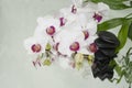 Spa Background - orchids black stones and bamboo on water