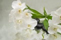 Spa Background - orchids black stones and bamboo on water Royalty Free Stock Photo