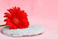 Spa background pink with red gerbera and stone. Zen, meditation, harmony. Selective focus, space for text Royalty Free Stock Photo