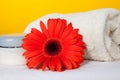 Spa / bath towel and red gerbera Royalty Free Stock Photo