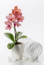 Spa composition with towel and beautiful pink orchid Royalty Free Stock Photo