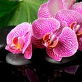 spa concept of blooming twig stripped violet orchid (phalaenopsis ), zen stones with drop on the big green leaf with reflection o Royalty Free Stock Photo