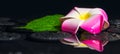 Spa concept of green leaf hibiscus, plumeria with drops on zen b Royalty Free Stock Photo