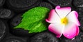 Spa concept of green leaf hibiscus, plumeria on zen basalt stone Royalty Free Stock Photo