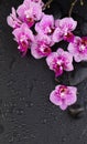 Spa concept with orchid flowers and wet zen massage stones on black background Royalty Free Stock Photo