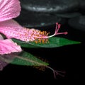 Spa concept of pink hibiscus flower on green leaf, zen basalt st Royalty Free Stock Photo