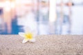 Spa Concept, Plumeria Flowers at the Pool Edge. Royalty Free Stock Photo