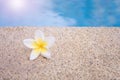 Spa Concept, Plumeria Flowers at the Pool Edge. Royalty Free Stock Photo