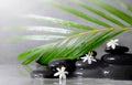 Spa concept with wet black stones, palm leaf and white flower Royalty Free Stock Photo