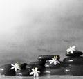 Spa concept with wet black stones and white flower. Royalty Free Stock Photo