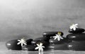 Spa concept with wet black stones and white flower Royalty Free Stock Photo