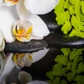 Spa concept of white orchid (phalaenopsis), green branch Royalty Free Stock Photo