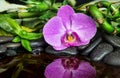 Spa concept with zen stones, orchid flower and bamboo Royalty Free Stock Photo