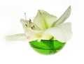 Spa decoration - amaryllis in glass green bowl Royalty Free Stock Photo