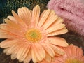 Spa essentials (flowers on water and pink towel) Royalty Free Stock Photo