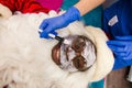 Santa Claus in beauty spa. Royalty Free Stock Photo