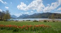 Spa gardens schliersee with tulip flowerbed