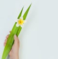 Spa manicure concept with female hands flowers Royalty Free Stock Photo